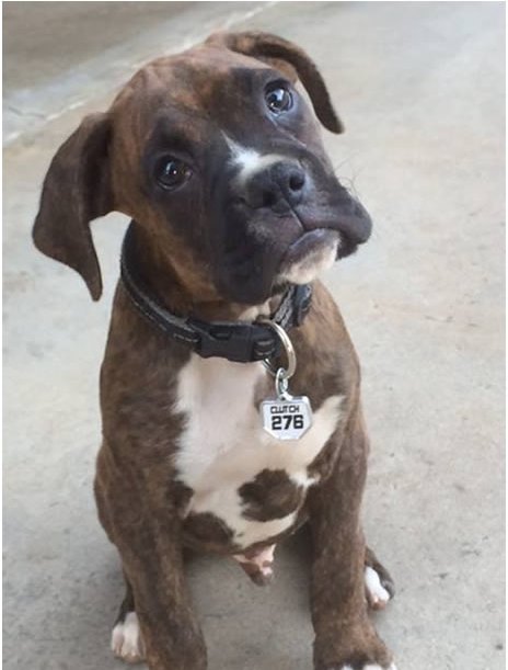 Boxer puppy wearing a Moto Mutts Clutch 276 number-plate dog tag