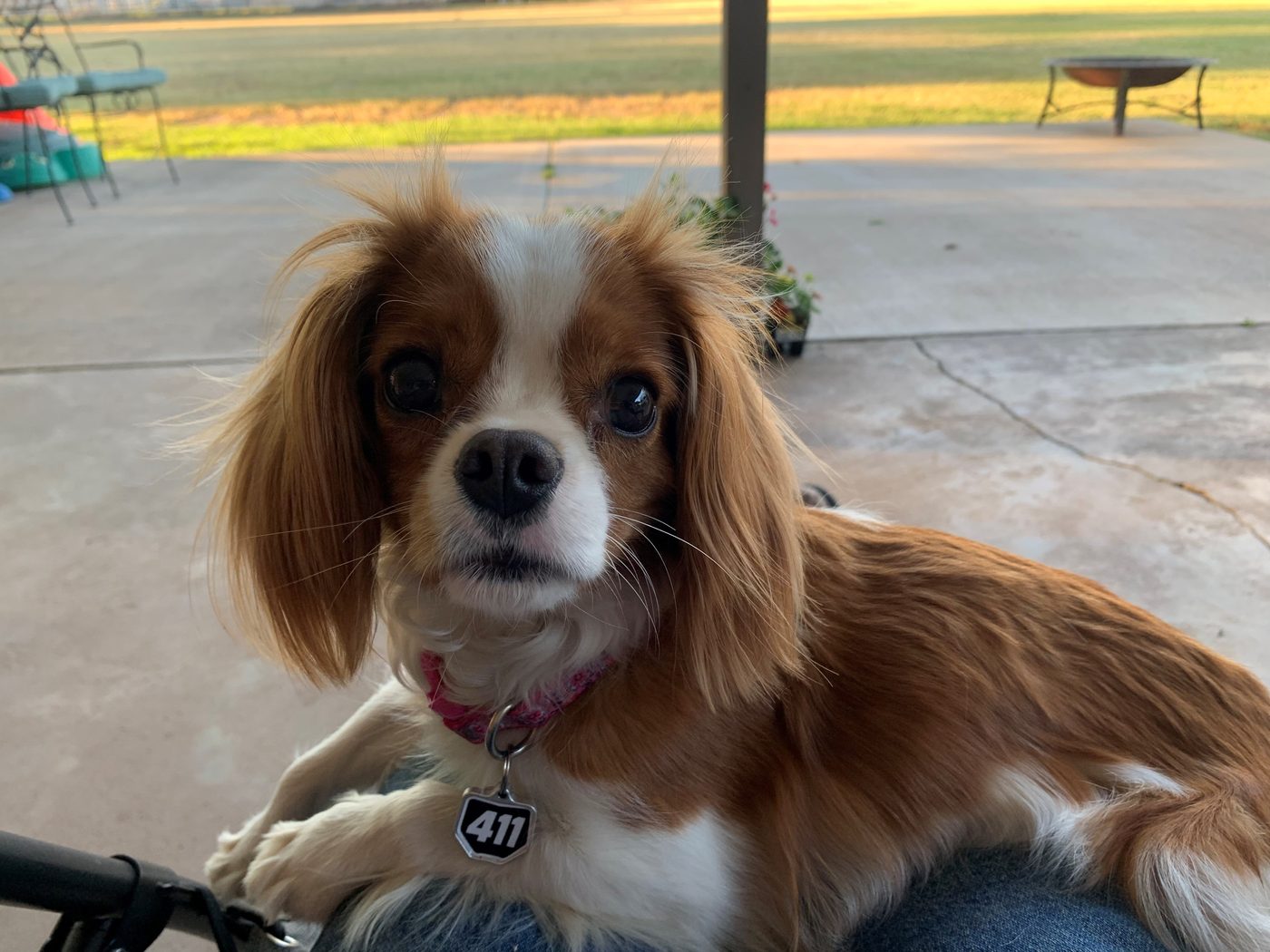 Cavalier spaniel wearing a number 411 Moto Mutts dog tag