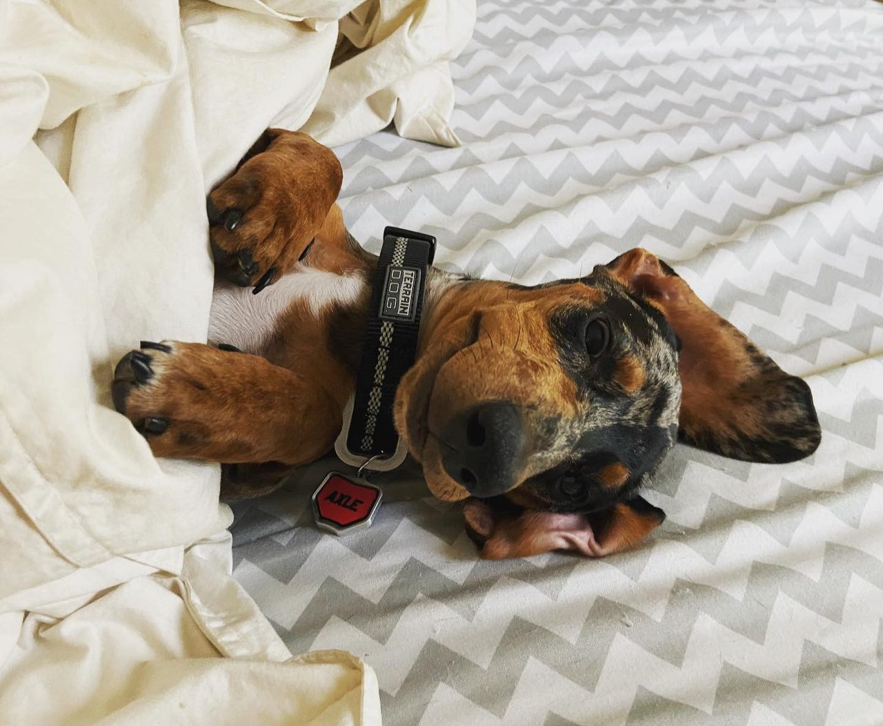 Dachshund relaxing with a red Moto Mutts AXLE number-plate dog tag