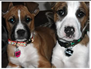 Two puppies wearing Moto Mutts dog tags