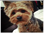 Yorkshire terrier wearing a Moto Mutts dog tag