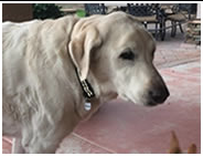 Yellow Labrador wearing a Moto Mutts dog tag