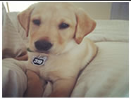 Labrador puppy wearing a Moto Mutts dog tag