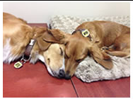 Two dogs napping with Moto Mutts dog tags